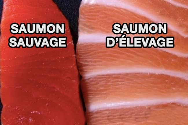 saumon1