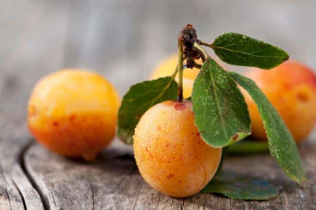 mirabelles-de-lorraine.fr