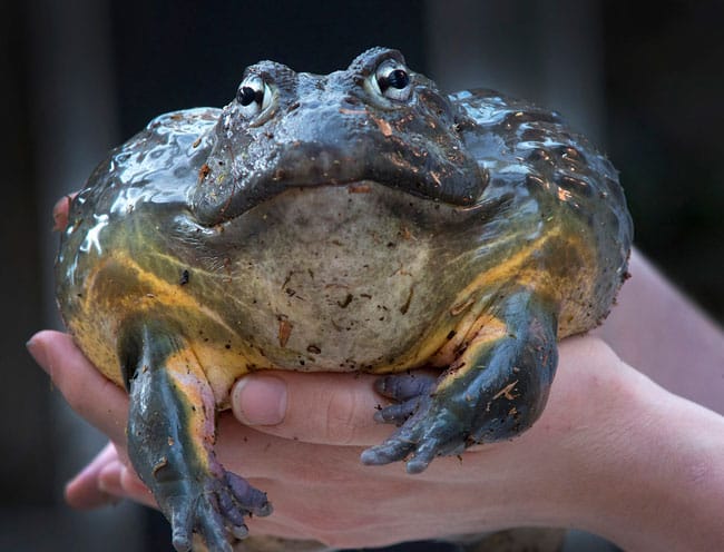 African-Bull-Frog