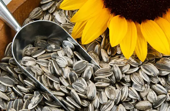 sunflower-seeds