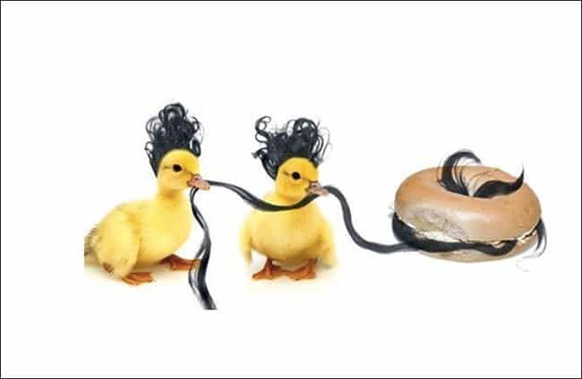 canard2