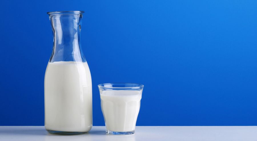 Le lait de cafard, le superaliment du futur